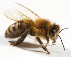 Arılar Neden Ölüyor?